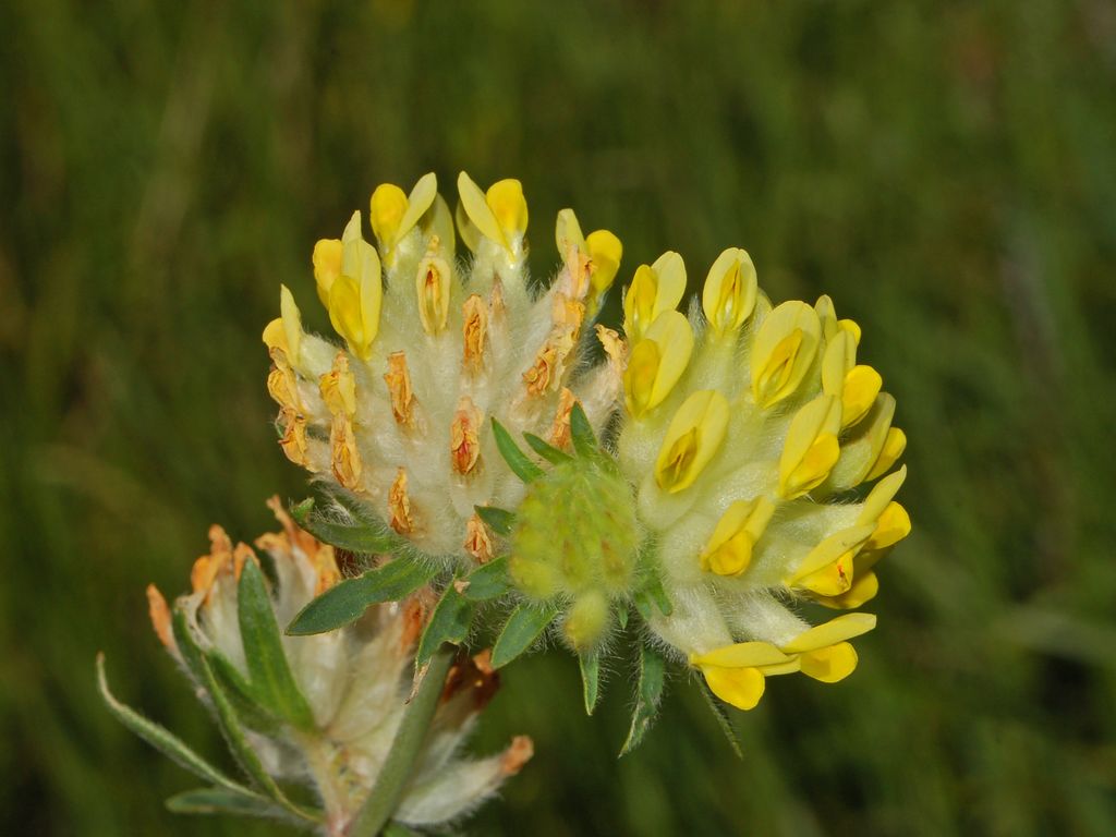 Anthyllis vulneraria / Vulneraria comune